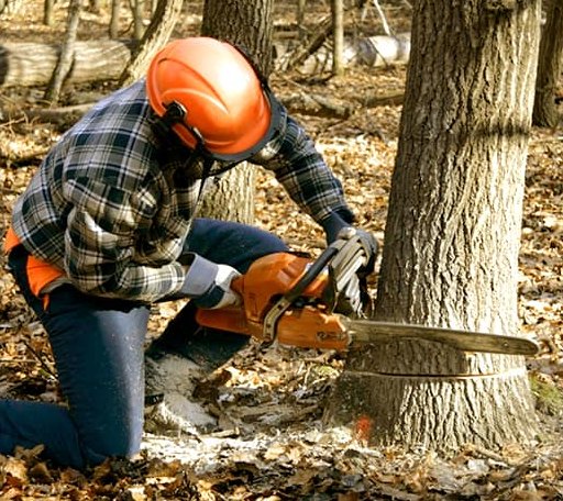 Tree Removal in Blackstock, SC